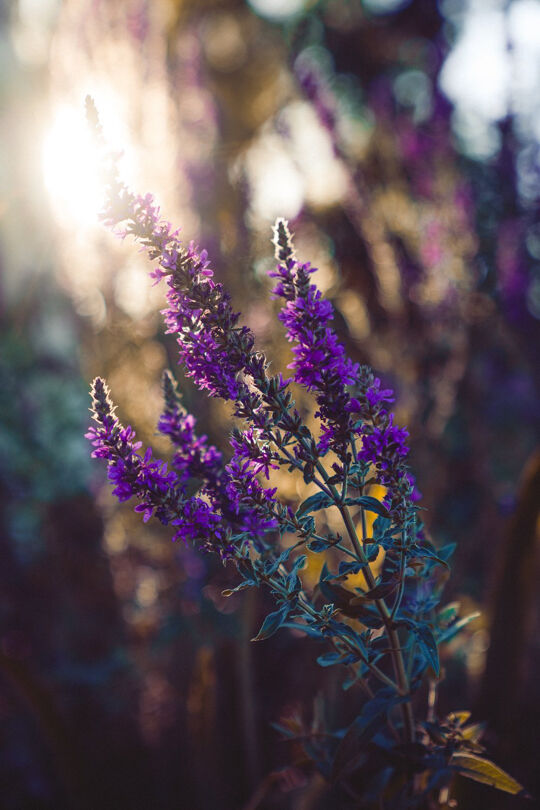 Nature Photography 4