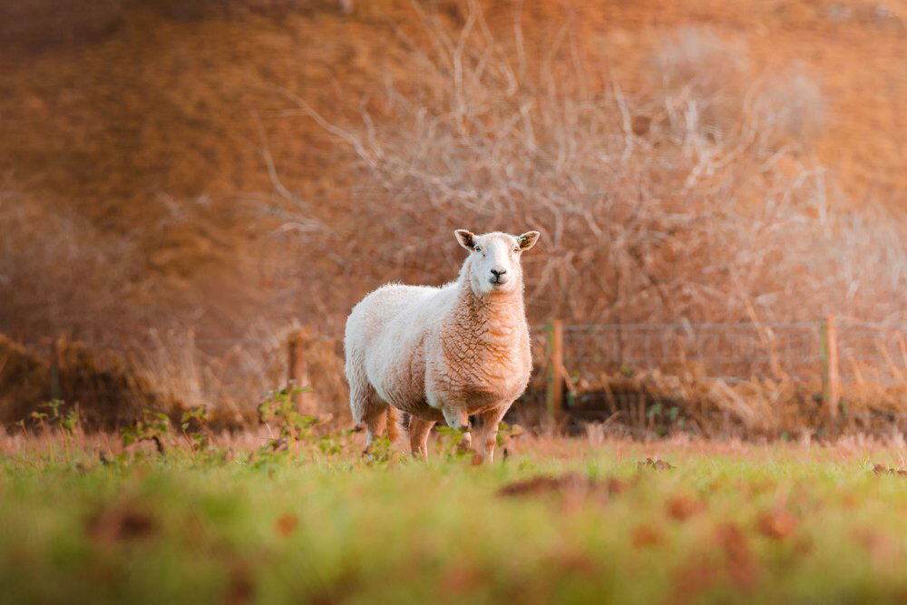 Nature Photography 9